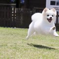 犬の腰や関節がポキ…