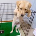 子犬がサークルから…