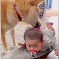 柴犬が暮らす家に『…