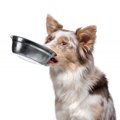 犬に使うべきではな…