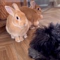 ウサギに片思い中の…