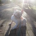 犬が快適に感じる地…