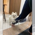 「行かないで」両手…