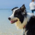 散歩にたくさん行か…