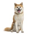 忠誠心が強い犬種11…