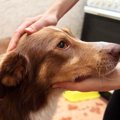 犬の『トラウマ』に…