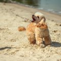 犬は『飼い主の敵』…