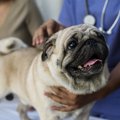 犬の骨粗しょう症の…