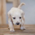 犬にとって『居心地…