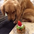 愛犬も飼い主さんも…