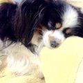 犬が「寝室好き」な7…
