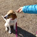 犬の心が離れてしま…