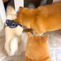 犬たちが外に出たが…