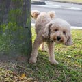 犬がオシッコのあと…