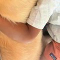 男の子が発熱し、お…