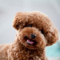 『寿命が長い犬』の…