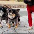 『本当に小型犬…？』…