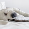 犬が寝ている時に白…