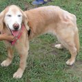 老犬ホームという選…