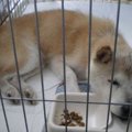 住宅街を放浪して保…