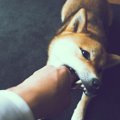 犬が興奮状態のとき…