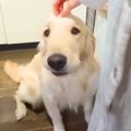 大型犬が『家族に怒…