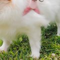『お散歩大好きな犬…