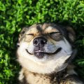 犬が地面で転がる理…