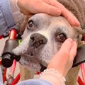 車椅子の犬を散歩中…