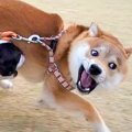 全力で遊ぶ2匹の犬→…