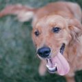 「犬を飼うってステ…