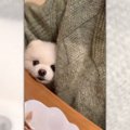 ポメさんが見つめる…