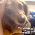 犬を置いてトイレに…