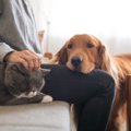 犬がよく見せる『か…