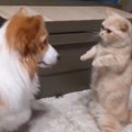 どっちが勝つの？！…