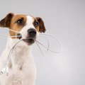 犬の『留守番』に伴…