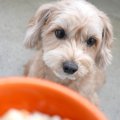 犬に絶対与えてはい…