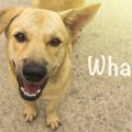 犬に『言葉』を覚え…