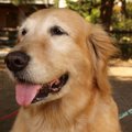 高齢犬のお世話をす…