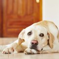 犬が『やめてほしい…