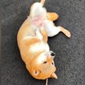 散歩の経験がない『…