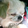 愛犬の７歳はシニア…