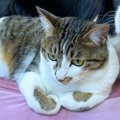 寝ている犬のベッド…