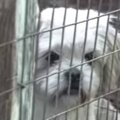 「犬は半年で儲けが…