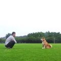 柴犬まるちゃんの哀…