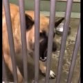 激しい威嚇をしたの…