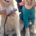 大型犬のオフ会に行…