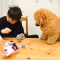 犬がおもちゃを壊し…