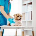 犬が誤飲してしまっ…