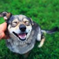 犬が飼い主のことを…